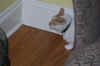 new_cat 005.jpg (478169 bytes)