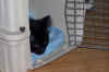 new_cat 010.jpg (479630 bytes)