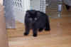 new_cat 012.jpg (328829 bytes)