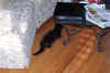 new_cat 013.jpg (711067 bytes)