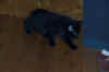 new_cat 014.jpg (255986 bytes)