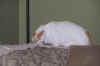 new_cat 026.jpg (475735 bytes)