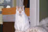 new_cat 029.jpg (415207 bytes)